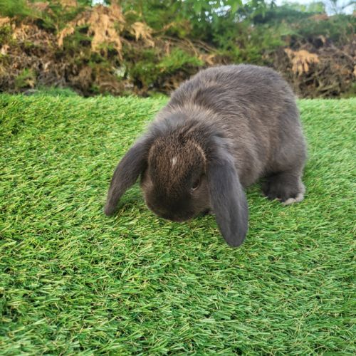 Lapin nain belier #2