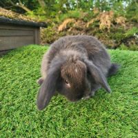 Lapin nain belier #3