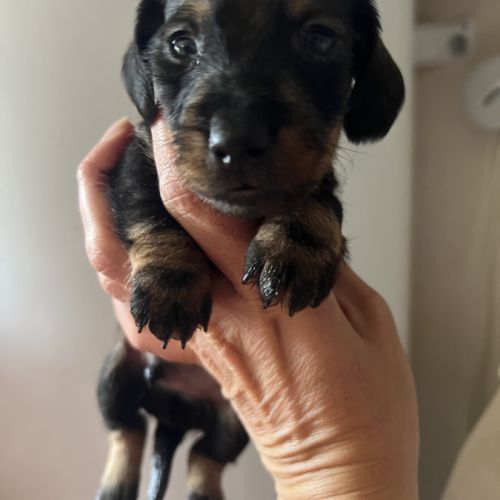 Chiots teckels kaninchens lignée champion du monde #3