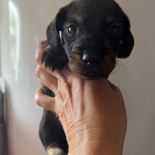 Chiots teckels kaninchens lignée champion du monde #4