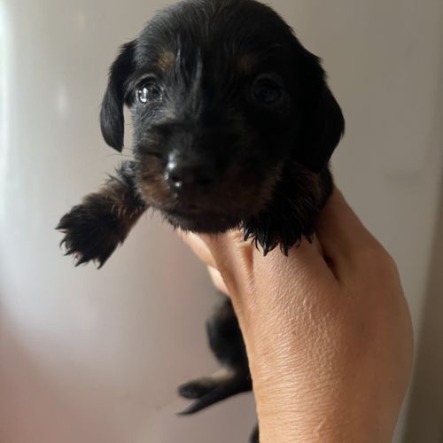 Chiots teckels kaninchens lignée champion du monde #6