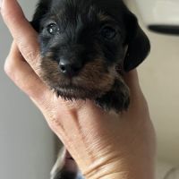 Chiots teckels kaninchens lignée champion du monde