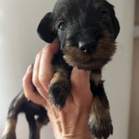 Chiots teckels kaninchens lignée champion du monde #2