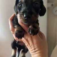 Chiots teckels kaninchens lignée champion du monde #3