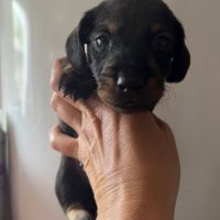 Chiots teckels kaninchens lignée champion du monde #4