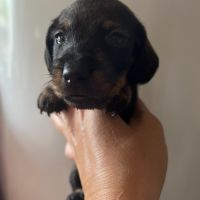 Chiots teckels kaninchens lignée champion du monde #5