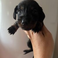 Chiots teckels kaninchens lignée champion du monde #6