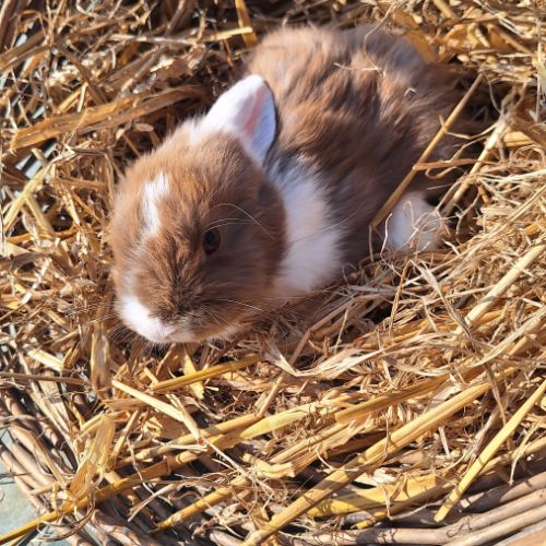 Lapin bélier nain #1