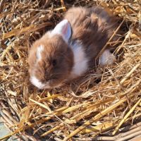 Lapin bélier nain #1