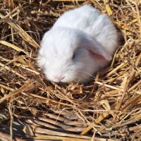 Lapin bélier nain male #1