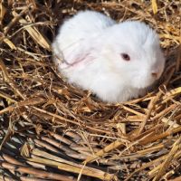 Lapin bélier nain male