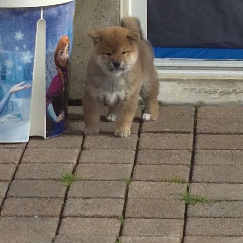 Shiba inu  mâle