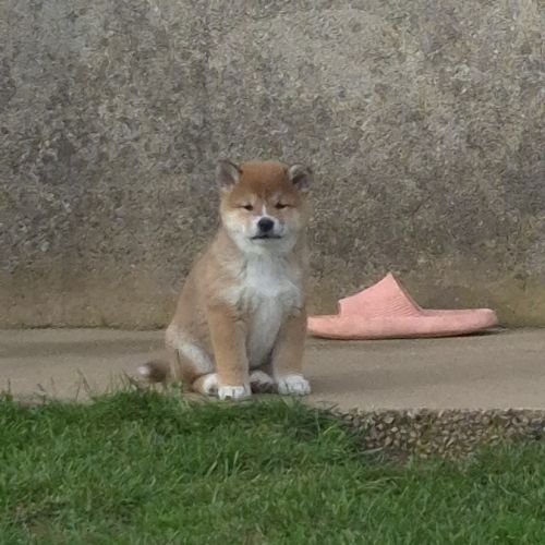 Shiba inu  mâles