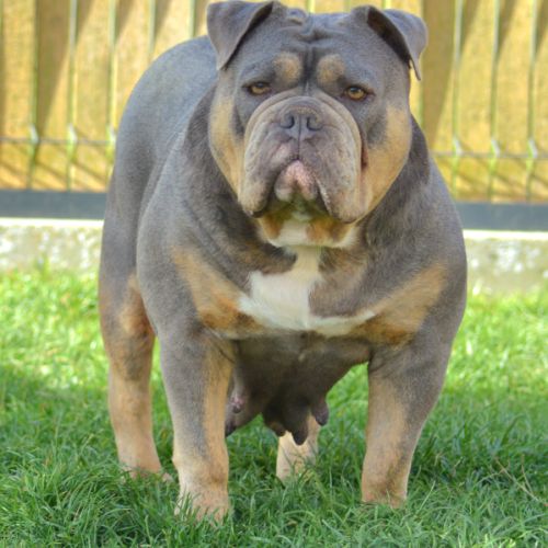 Chiots old english bulldog #2