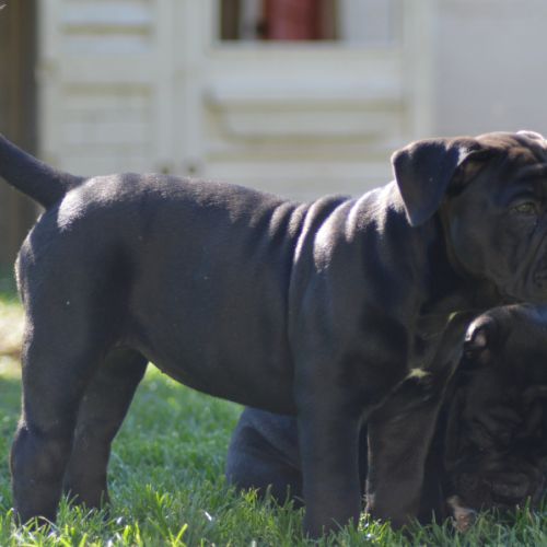 Chiots old english bulldog #4