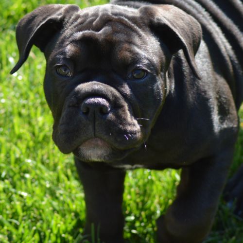 Chiots old english bulldog #6