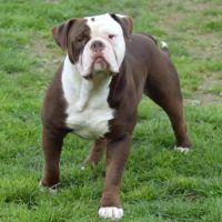 Chiots old english bulldog #1