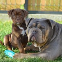 Chiots old english bulldog #3