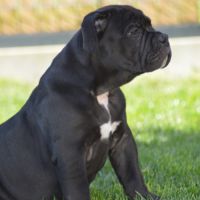Chiots old english bulldog #5