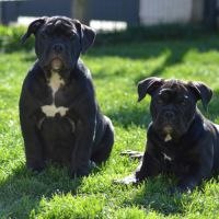 Chiots old english bulldog #0