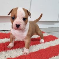Chiots american staffordshire terrier lof