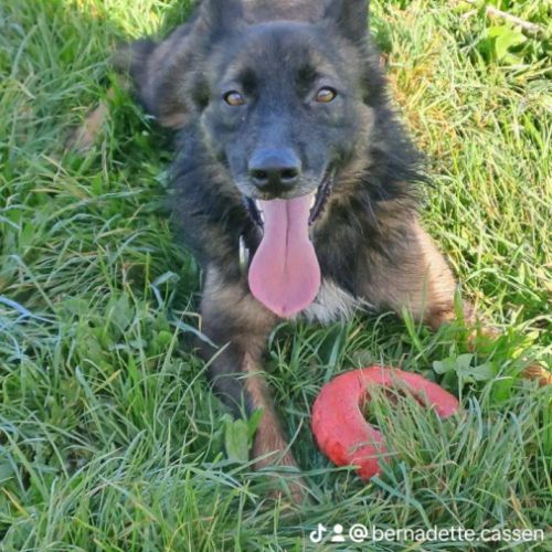 Toby, jeune chien affectueux, intelligent et actif #1