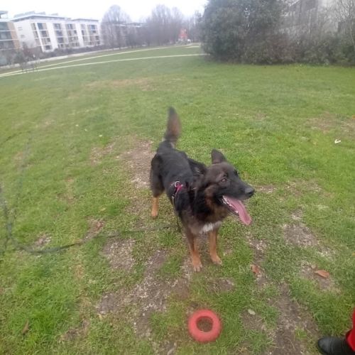 Toby, jeune chien affectueux, intelligent et actif #2