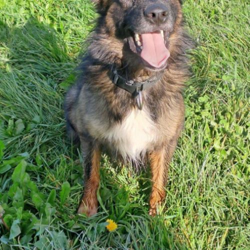 Toby, jeune chien affectueux, intelligent et actif #3