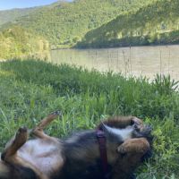 Toby, jeune chien affectueux, intelligent et actif #4