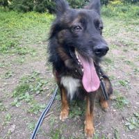 Toby, jeune chien affectueux, intelligent et actif