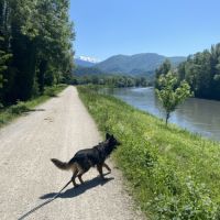 Toby, jeune chien affectueux, intelligent et actif #6