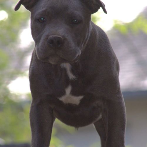 Staffordshire bull terrier #0