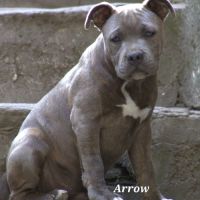Staffordshire bull terrier #1