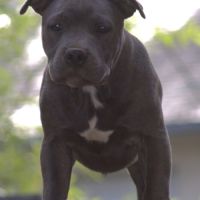 Staffordshire bull terrier