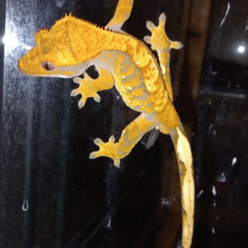 Jeune gecko à crête mâle #2