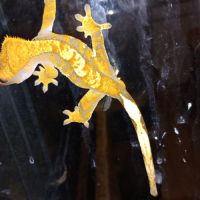 Jeune gecko à crête mâle