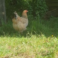 Couple de brahma pure race #1