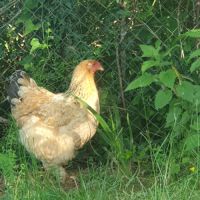 Couple de brahma pure race #2