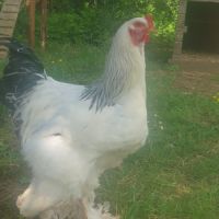 Couple de brahma pure race