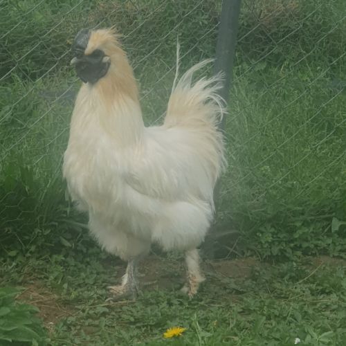 Beau coq soie pure race de 1 an #1