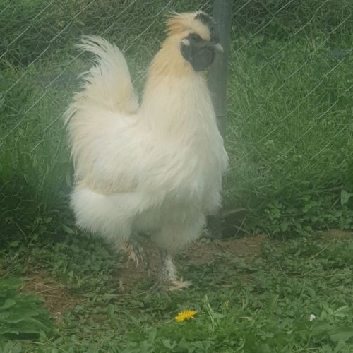 Beau coq soie pure race de 1 an #3