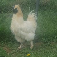 Beau coq soie pure race de 1 an #1