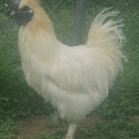 Beau coq soie pure race de 1 an