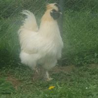 Beau coq soie pure race de 1 an #3