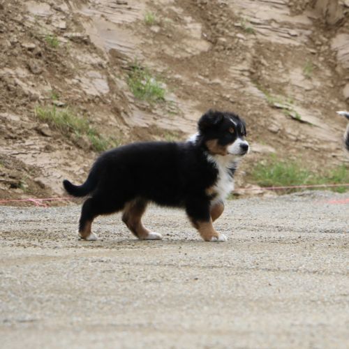 Magnifiques chiots berger australien lof #2