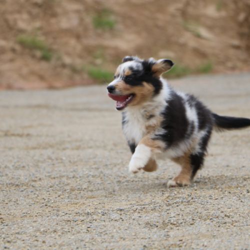 Magnifiques chiots berger australien lof #3