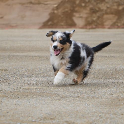 Magnifiques chiots berger australien lof #4