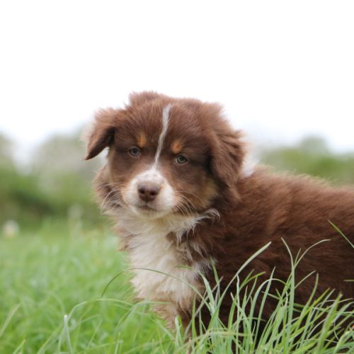 Magnifiques chiots berger australien lof #5