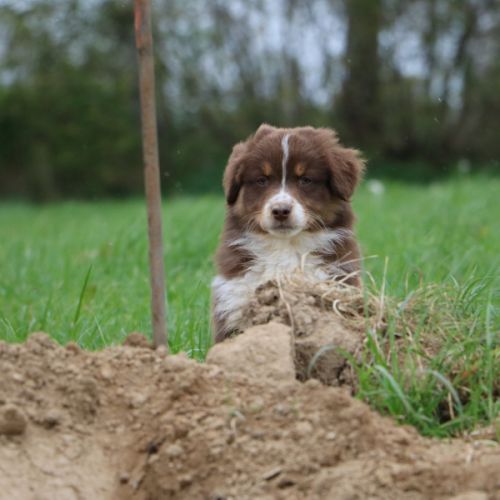 Magnifiques chiots berger australien lof #6