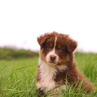 Magnifiques chiots berger australien lof